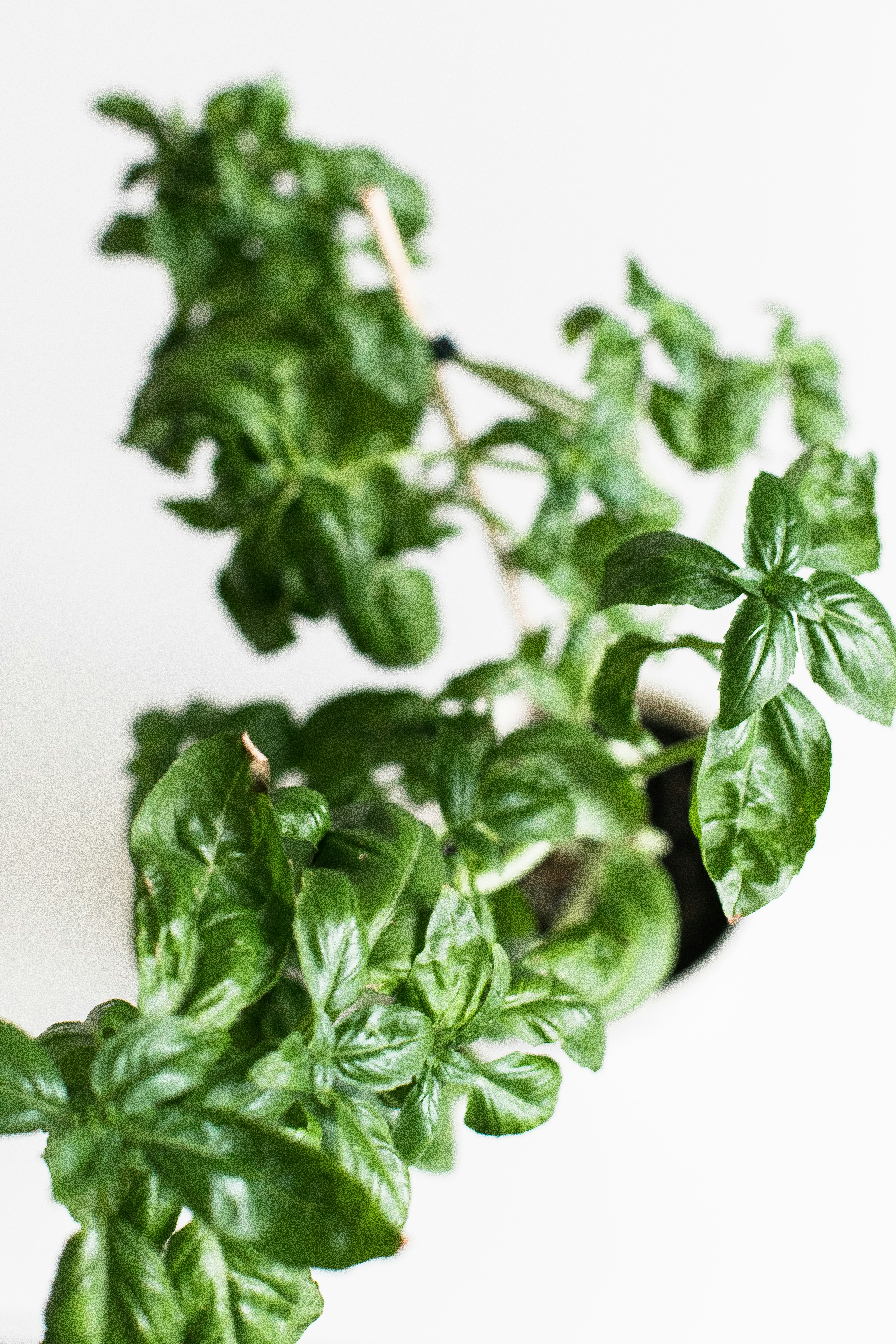 Homegrown Herbs